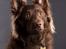 Blanding af racer australsk kelpie/bordercollie HACHI