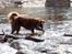 Blanding af racer australsk kelpie/bordercollie HACHI
