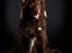 Blanding af racer australsk kelpie/bordercollie HACHI