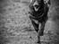 Blanding af racer australsk kelpie/bordercollie HACHI