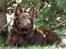 Blanding af racer australsk kelpie/bordercollie HACHI
