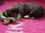 Welsh corgi cardigan Strandengen's Napoleon