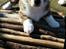 Welsh corgi cardigan Strandengen's Napoleon