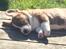 Welsh corgi cardigan Strandengen's Napoleon