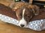 Welsh corgi cardigan Strandengen's Napoleon