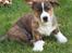 Welsh corgi cardigan Strandengen's Napoleon