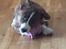 Welsh corgi cardigan Strandengen's Napoleon