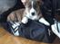 Welsh corgi cardigan Strandengen's Napoleon