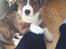 Welsh corgi cardigan Strandengen's Napoleon