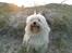 Bichon havanais Sjakke