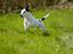 Jack russell terrier China