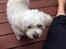 Bichon havanais Blanding mellem Bichon Frise og Havanais