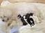 Bichon havanais Blanding mellem Bichon Frise og Havanais