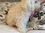 Bichon havanais Blanding mellem Bichon Frise og Havanais