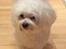 Bichon havanais Blanding mellem Bichon Frise og Havanais