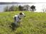 Jack russell terrier Berta