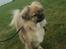 Tibetansk spaniel Athena