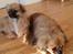 Tibetansk spaniel Athena