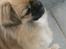 Tibetansk spaniel Athena