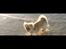 Tibetansk spaniel Athena