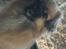 Tibetansk spaniel Athena