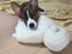 Welsh corgi cardigan Strandengen's Napoleon