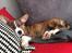 Welsh corgi cardigan Strandengen's Napoleon