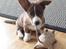 Welsh corgi cardigan Strandengen's Napoleon