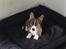 Welsh corgi cardigan Strandengen's Napoleon