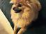 Pomeranian Teddy
