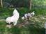 Blanding af racer Lilly - Lilly og Figo