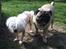 Blanding af racer Lilly - Lilly og Martha 