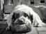 Clumber spaniel Mads - Clumbus Hole In One