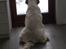 Clumber spaniel Mads - Clumbus Hole In One