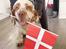 Clumber spaniel Mads - Clumbus Hole In One