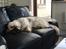 Clumber spaniel Mads - Clumbus Hole In One