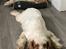 Clumber spaniel Mads - Clumbus Hole In One