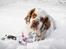 Clumber spaniel Mads - Clumbus Hole In One