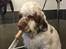 Clumber spaniel Mads - Clumbus Hole In One
