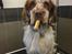 Clumber spaniel Mads - Clumbus Hole In One
