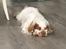Clumber spaniel Mads - Clumbus Hole In One