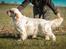 Clumber spaniel Mads - Clumbus Hole In One