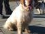 Clumber spaniel Mads - Clumbus Hole In One