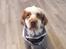 Clumber spaniel Mads - Clumbus Hole In One