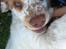 Clumber spaniel Mads - Clumbus Hole In One