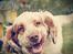 Clumber spaniel Mads - Clumbus Hole In One
