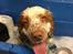 Clumber spaniel Mads - Clumbus Hole In One