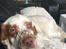 Clumber spaniel Mads - Clumbus Hole In One