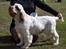 Clumber spaniel Mads - Clumbus Hole In One