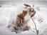 Clumber spaniel Mads - Clumbus Hole In One